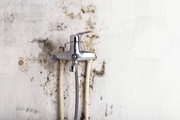 Office Mold Removal Services in Atlantis, FL