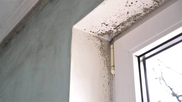 Best Attic Mold Removal  in Atlantis, FL