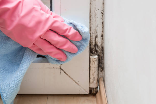 Mold Removal and Inspection in Atlantis, FL